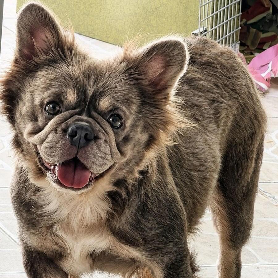 Bonnie, cadela de porte médio para adoção em Ibiúna - SP — foto 3 de 3