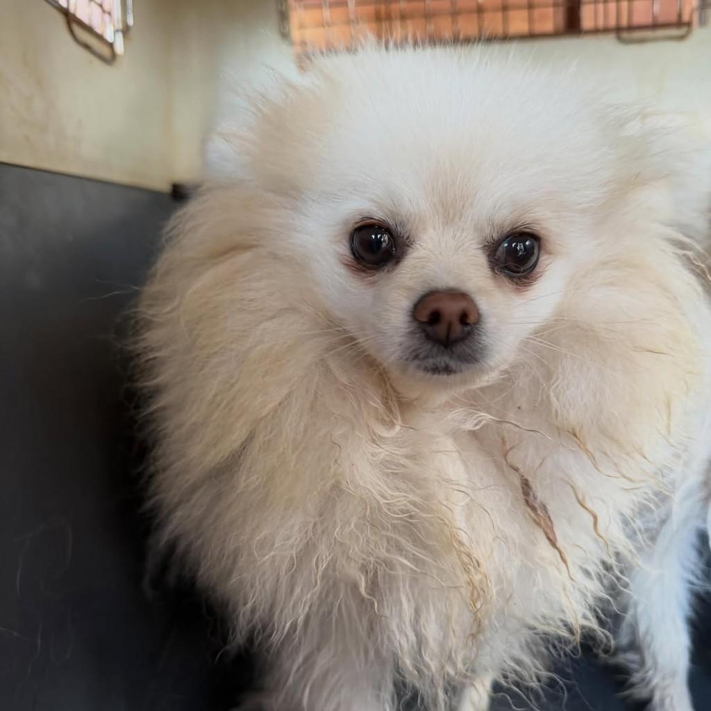 Ester, cadela de porte pequeno para adoção em Ibiúna - SP — foto 2 de 3