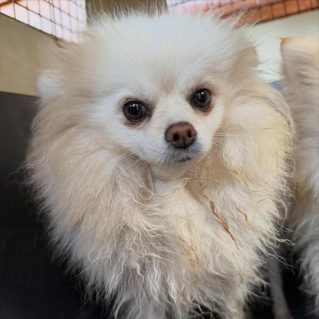 Ester, cadela de porte pequeno para adoção em Ibiúna - SP — foto 3 de 3