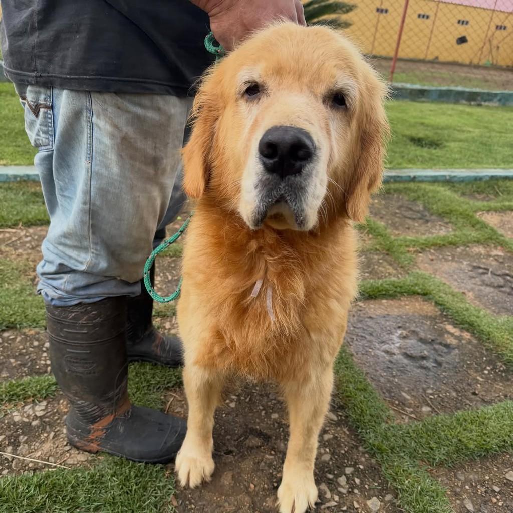 Daisy, cadela de porte grande para adoção em Ibiúna - SP — foto 2 de 5