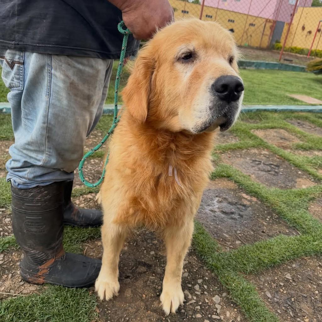 Daisy, cadela de porte grande para adoção em Ibiúna - SP — foto 3 de 5