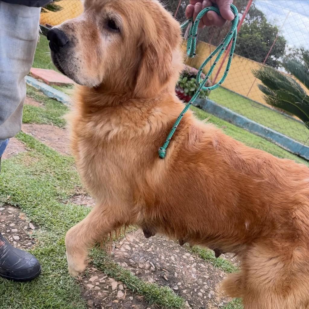 Daisy, cadela de porte grande para adoção em Ibiúna - SP — foto 4 de 5