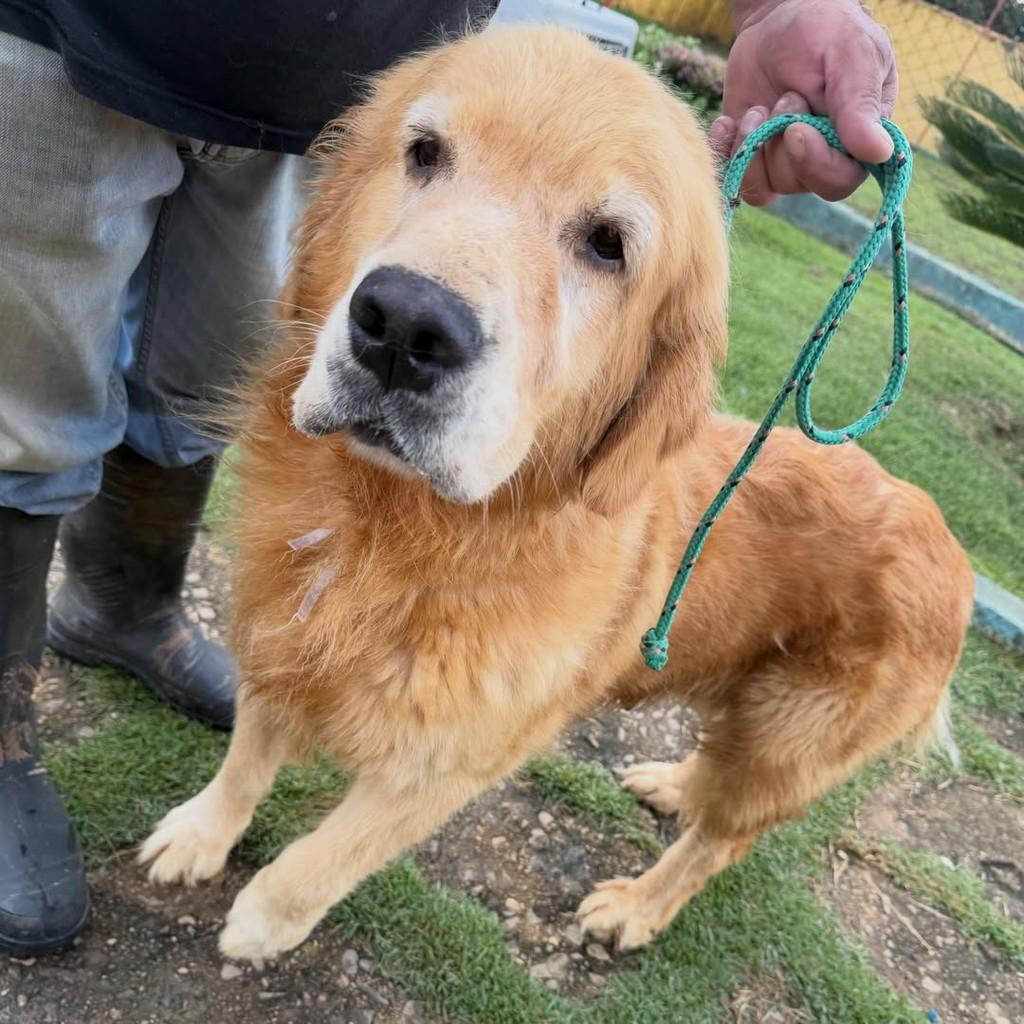 Daisy, cadela de porte grande para adoção em Ibiúna - SP — foto 5 de 5