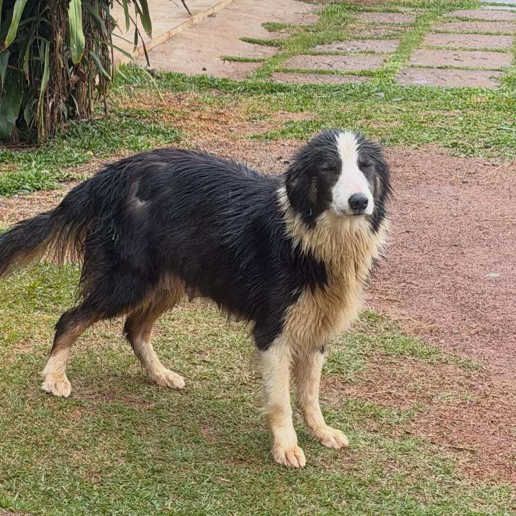 Violeta, cadela de porte médio para adoção em Ibiúna - SP — foto 2 de 5