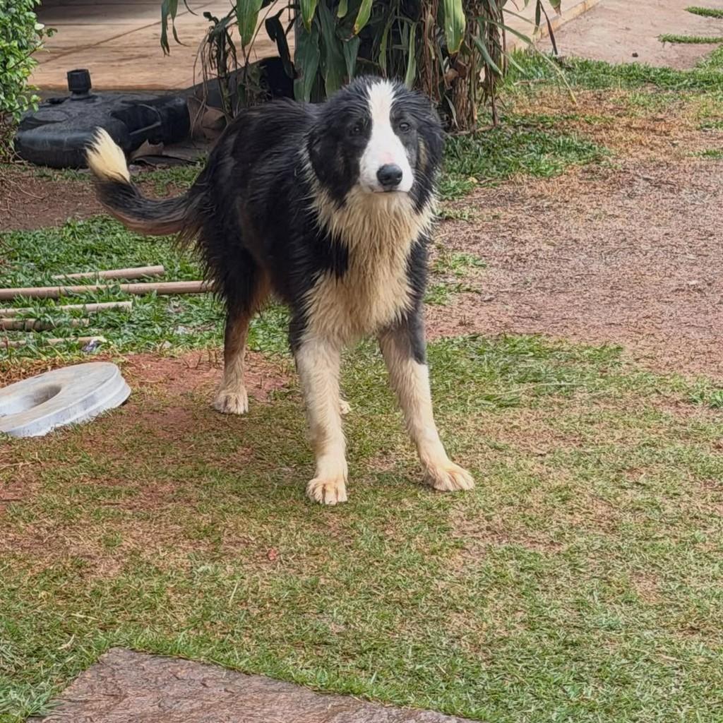 Violeta, cadela de porte médio para adoção em Ibiúna - SP — foto 5 de 5