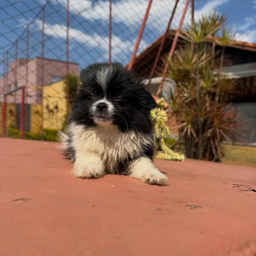 Joca, cachorro de porte pequeno para adoção em Vargem Grande Paulista - SP