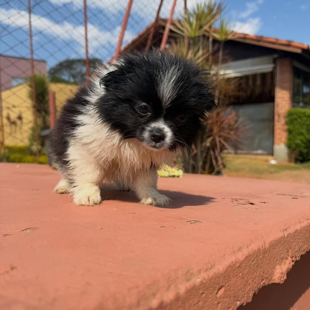 Joca, cachorro de porte pequeno para adoção em Vargem Grande Paulista - SP — foto 2 de 4