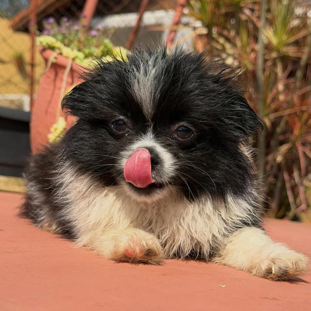 Joca, cachorro de porte pequeno para adoção em Vargem Grande Paulista - SP — foto 3 de 4