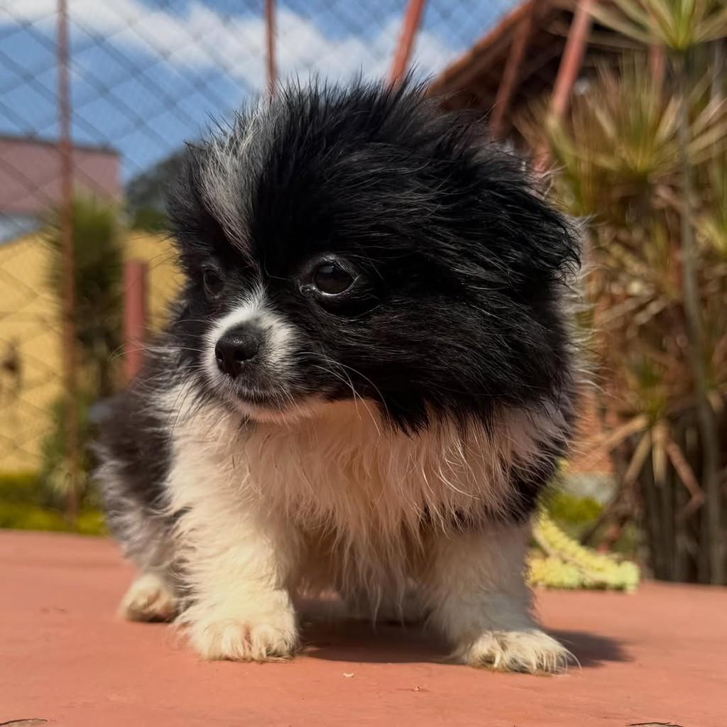 Joca, cachorro de porte pequeno para adoção em Vargem Grande Paulista - SP — foto 4 de 4