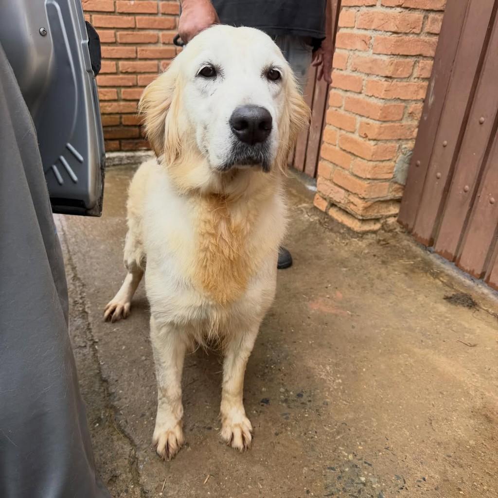 Kayla, cadela de porte grande para adoção em Ibiúna - SP — foto 2 de 5