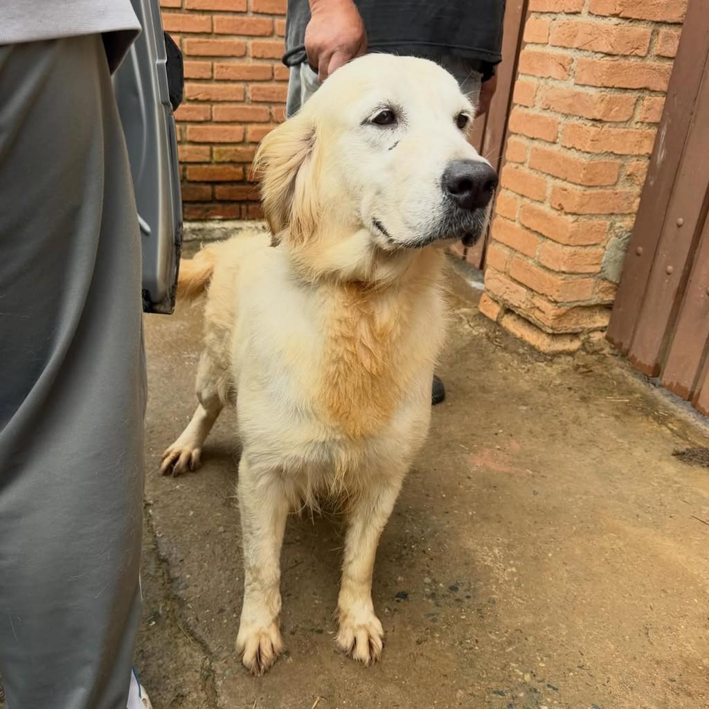 Kayla, cadela de porte grande para adoção em Ibiúna - SP — foto 3 de 5
