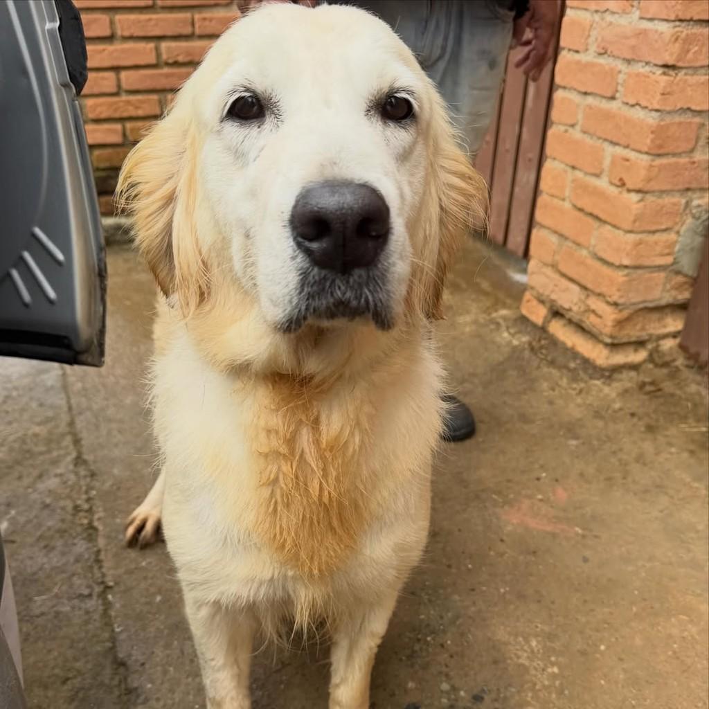 Kayla, cadela de porte grande para adoção em Ibiúna - SP — foto 5 de 5