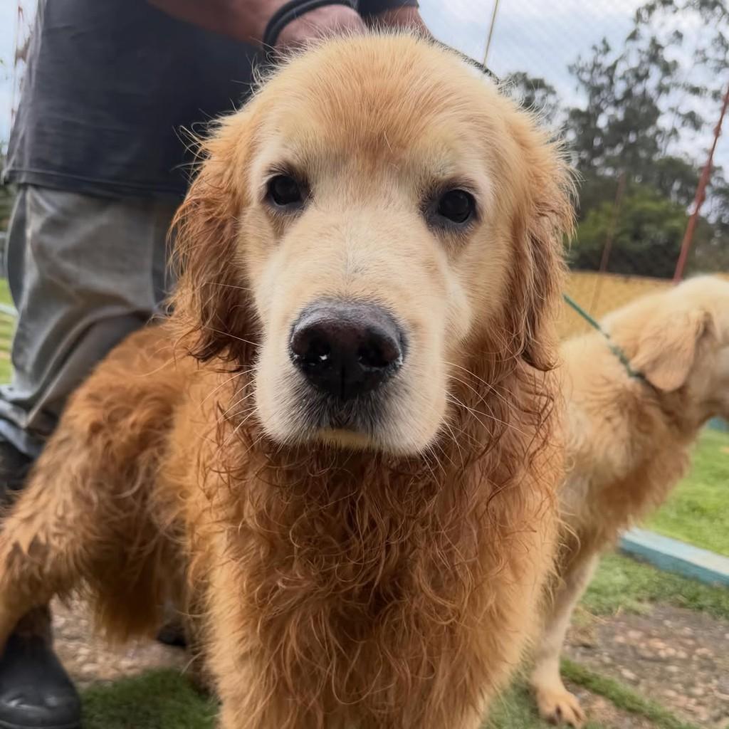 Tyler, cachorro de porte grande para adoção em Ibiúna - SP