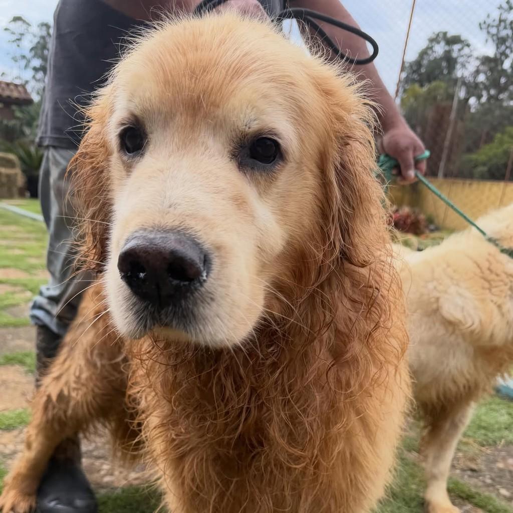 Tyler, cachorro de porte grande para adoção em Ibiúna - SP — foto 2 de 3