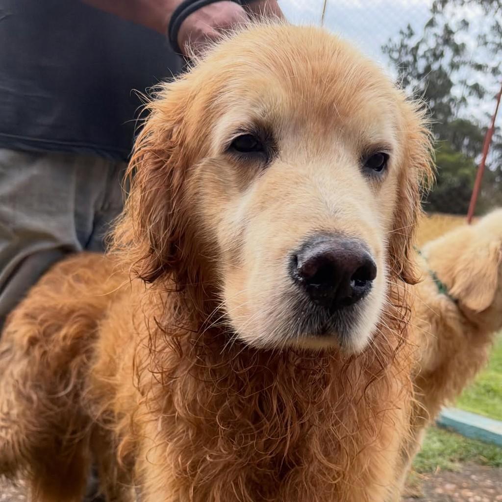Tyler, cachorro de porte grande para adoção em Ibiúna - SP — foto 3 de 3