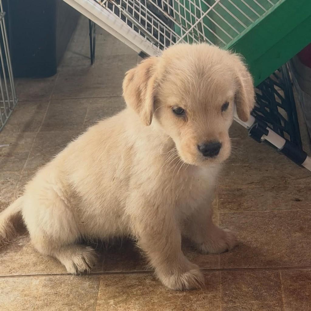 Jorge, cachorro de porte pequeno para adoção em Ibiúna - SP — foto 2 de 4