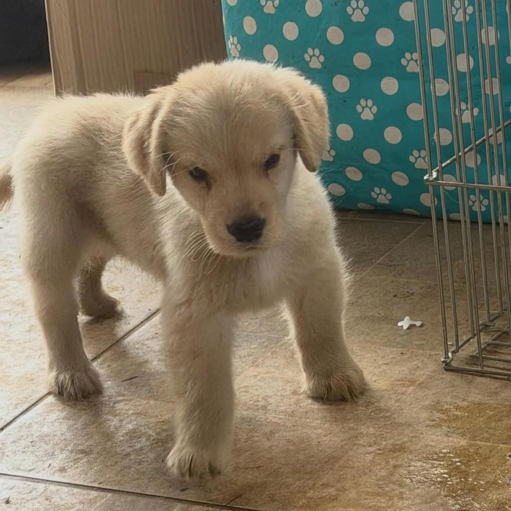 Jorge, cachorro de porte pequeno para adoção em Ibiúna - SP — foto 3 de 4