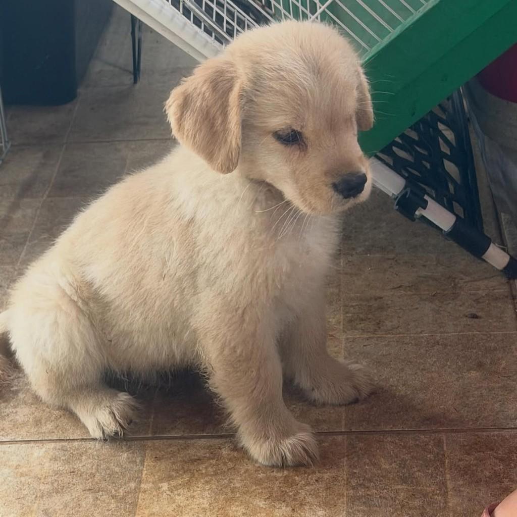 Jorge, cachorro de porte pequeno para adoção em Ibiúna - SP — foto 4 de 4