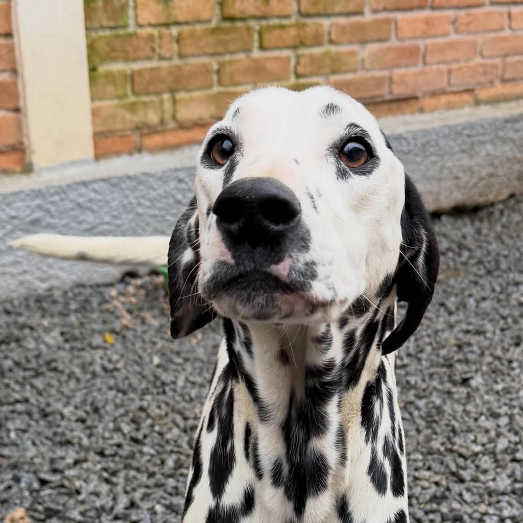 Cecilia, cadela de porte grande para adoção em Ibiúna - SP — foto 3 de 3