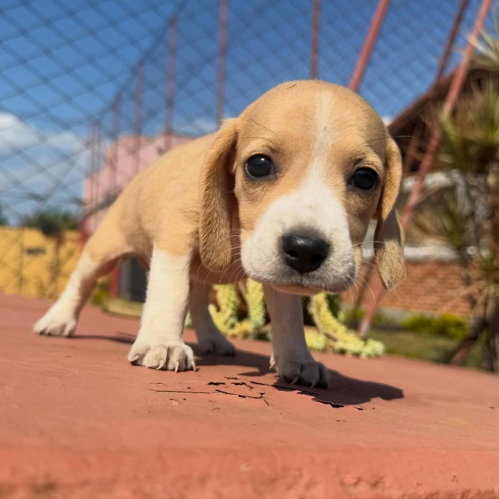Emma, cadela de porte médio para adoção em Vargem Grande Paulista - SP — foto 3 de 6