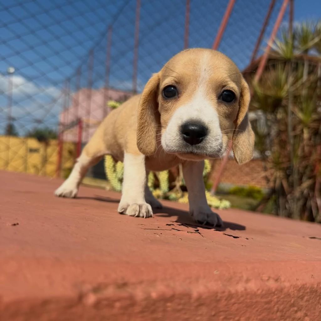 Emma, cadela de porte médio para adoção em Vargem Grande Paulista - SP — foto 5 de 6