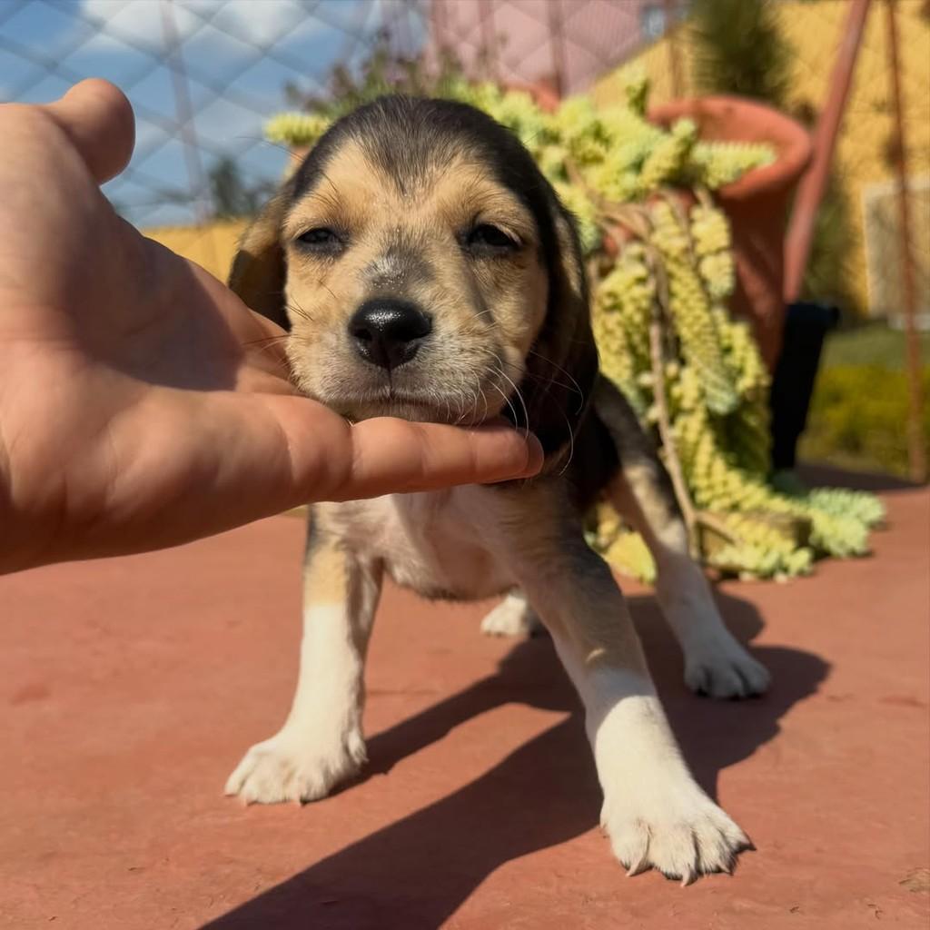 Romeu, cachorro de porte médio para adoção em Vargem Grande Paulista - SP
