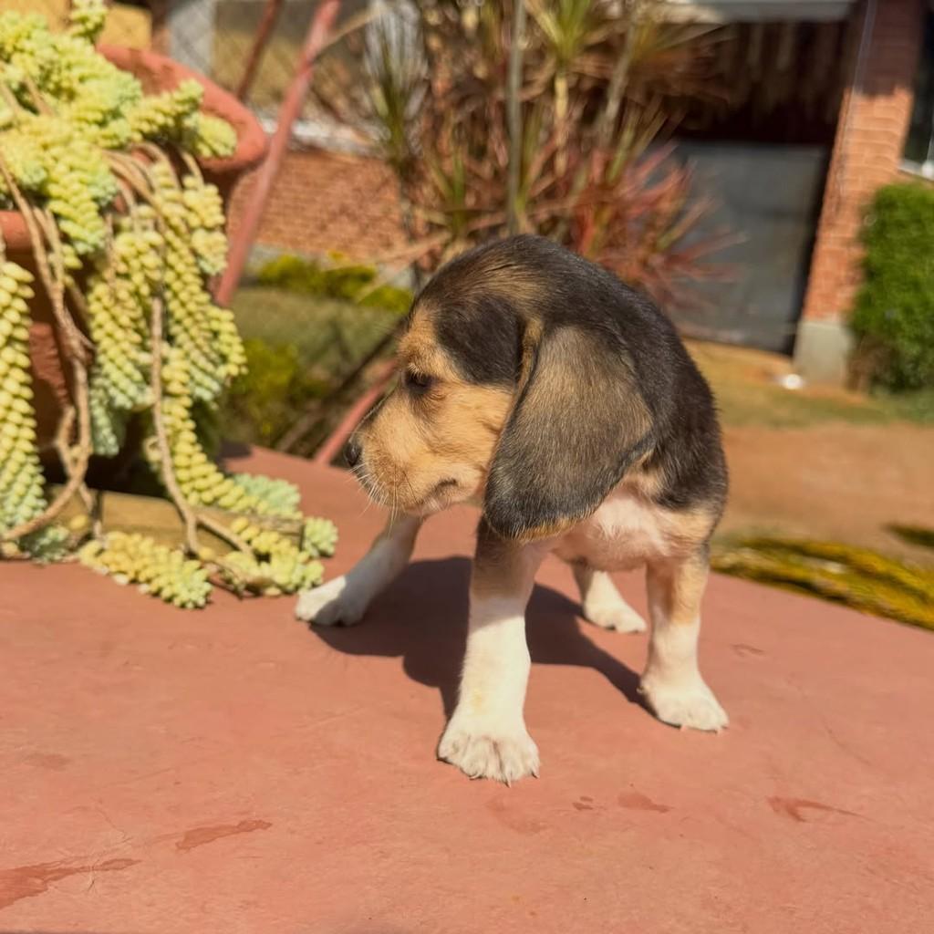 Romeu, cachorro de porte médio para adoção em Vargem Grande Paulista - SP — foto 2 de 5
