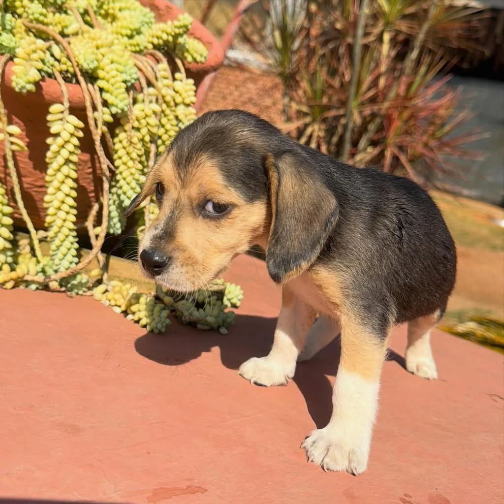 Romeu, cachorro de porte médio para adoção em Vargem Grande Paulista - SP — foto 3 de 5
