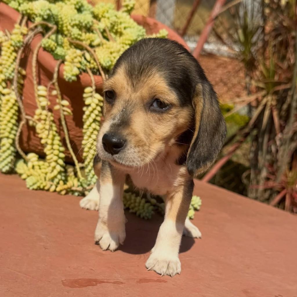 Romeu, cachorro de porte médio para adoção em Vargem Grande Paulista - SP — foto 4 de 5