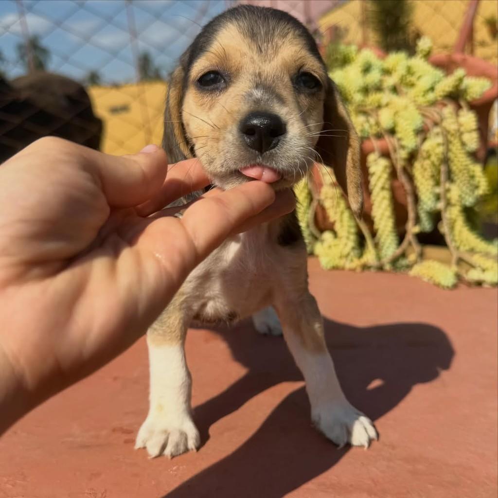 Romeu, cachorro de porte médio para adoção em Vargem Grande Paulista - SP — foto 5 de 5