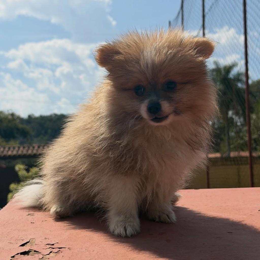 Juvenal, cachorro de porte pequeno para adoção em Vargem Grande Paulista - SP