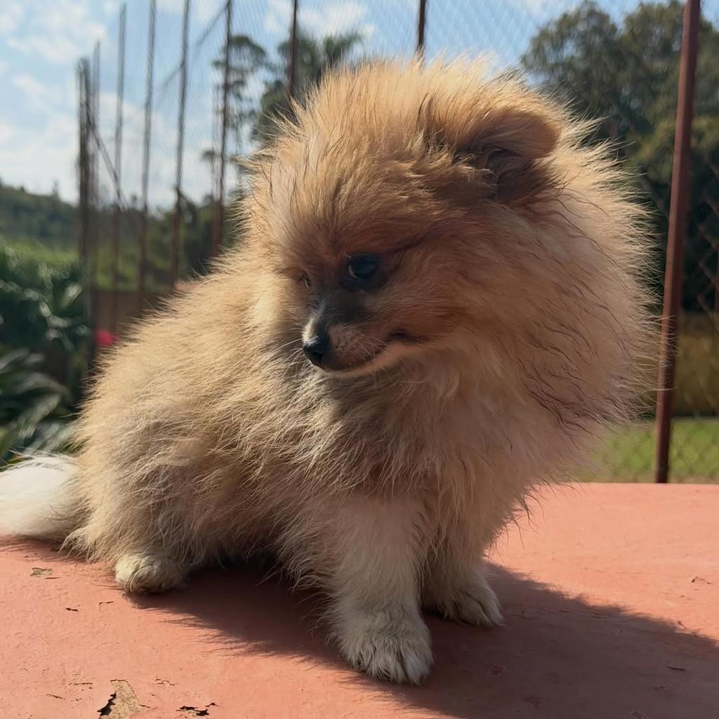 Juvenal, cachorro de porte pequeno para adoção em Vargem Grande Paulista - SP — foto 2 de 5