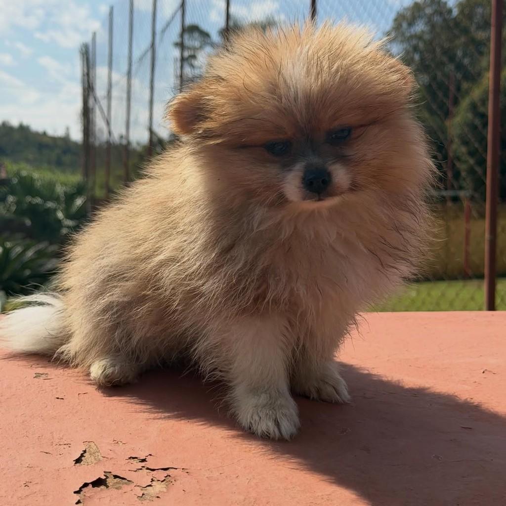 Juvenal, cachorro de porte pequeno para adoção em Vargem Grande Paulista - SP — foto 3 de 5