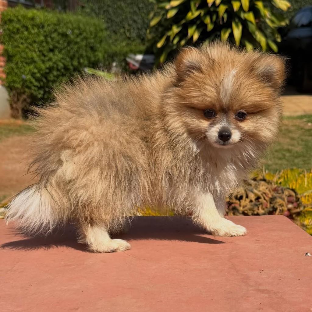Juvenal, cachorro de porte pequeno para adoção em Vargem Grande Paulista - SP — foto 4 de 5