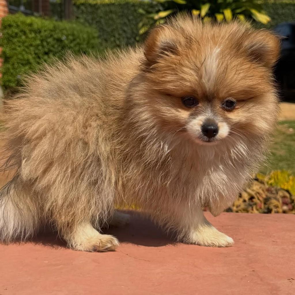 Juvenal, cachorro de porte pequeno para adoção em Vargem Grande Paulista - SP — foto 5 de 5