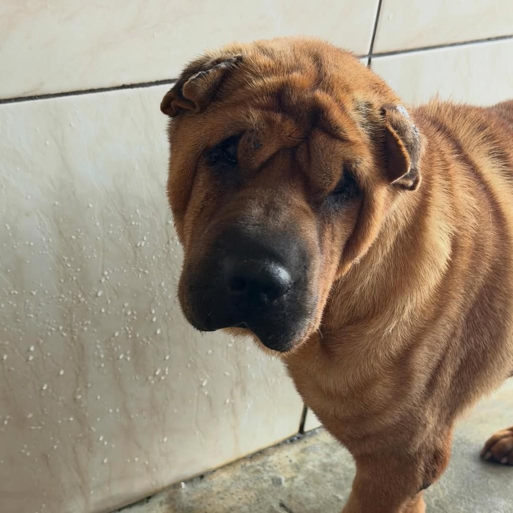 Diana, cadela de porte médio para adoção em Ibiúna - SP — foto 2 de 4