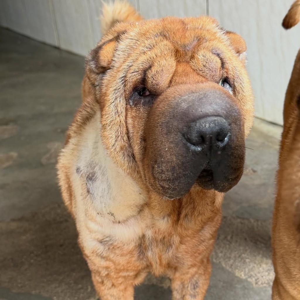 Manuella, cadela de porte médio para adoção em Ibiúna - SP — foto 3 de 3