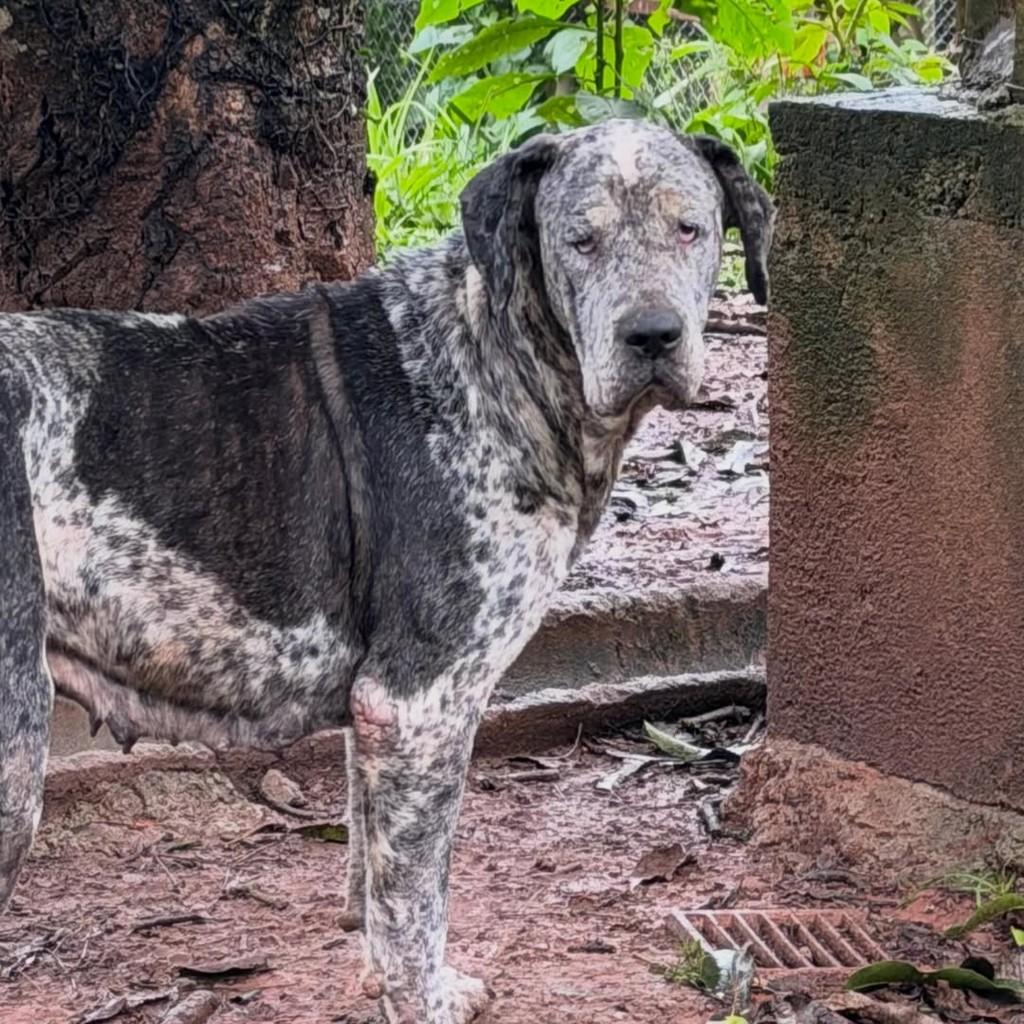 Penélope, cadela de porte grande para adoção em Ibiúna - SP