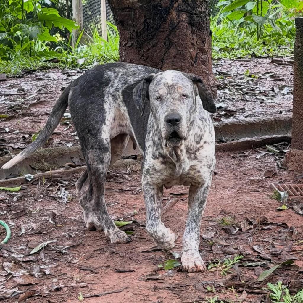 Penélope, cadela de porte grande para adoção em Ibiúna - SP — foto 3 de 3