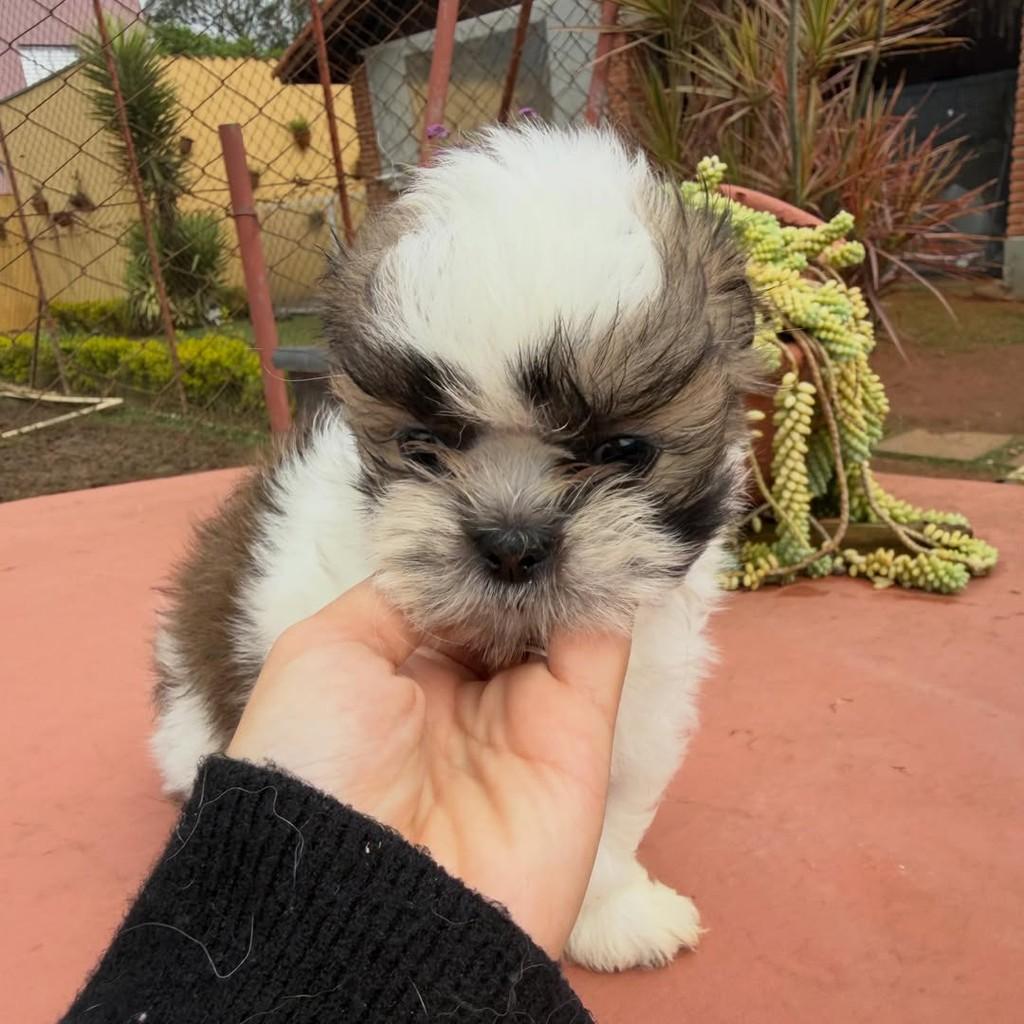 Tito, cachorro de porte pequeno para adoção em Vargem Grande Paulista - SP — foto 2 de 4