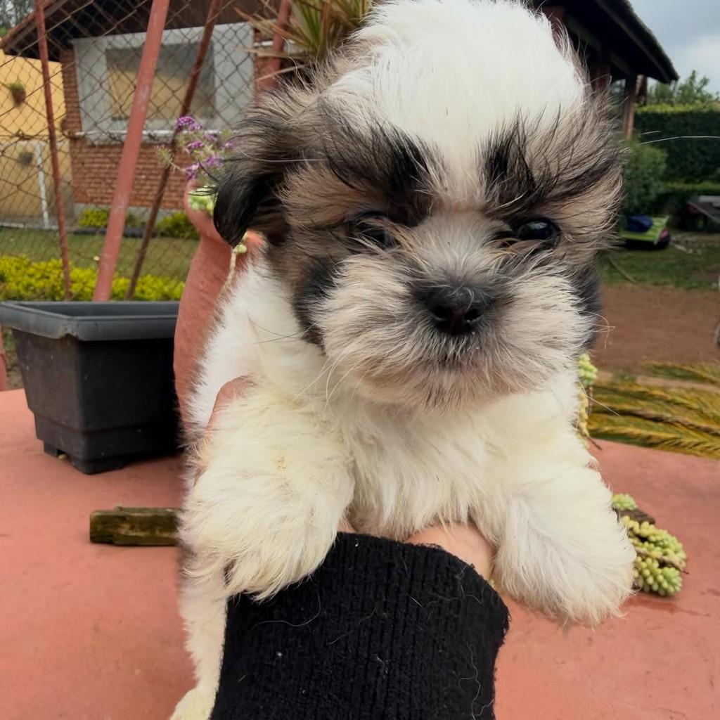 Tito, cachorro de porte pequeno para adoção em Vargem Grande Paulista - SP — foto 3 de 4