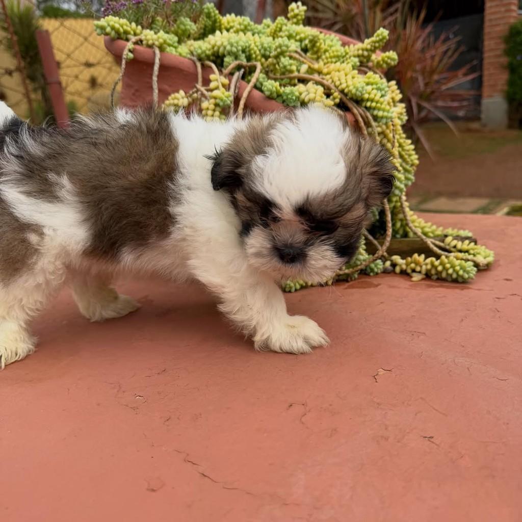Tito, cachorro de porte pequeno para adoção em Vargem Grande Paulista - SP — foto 4 de 4