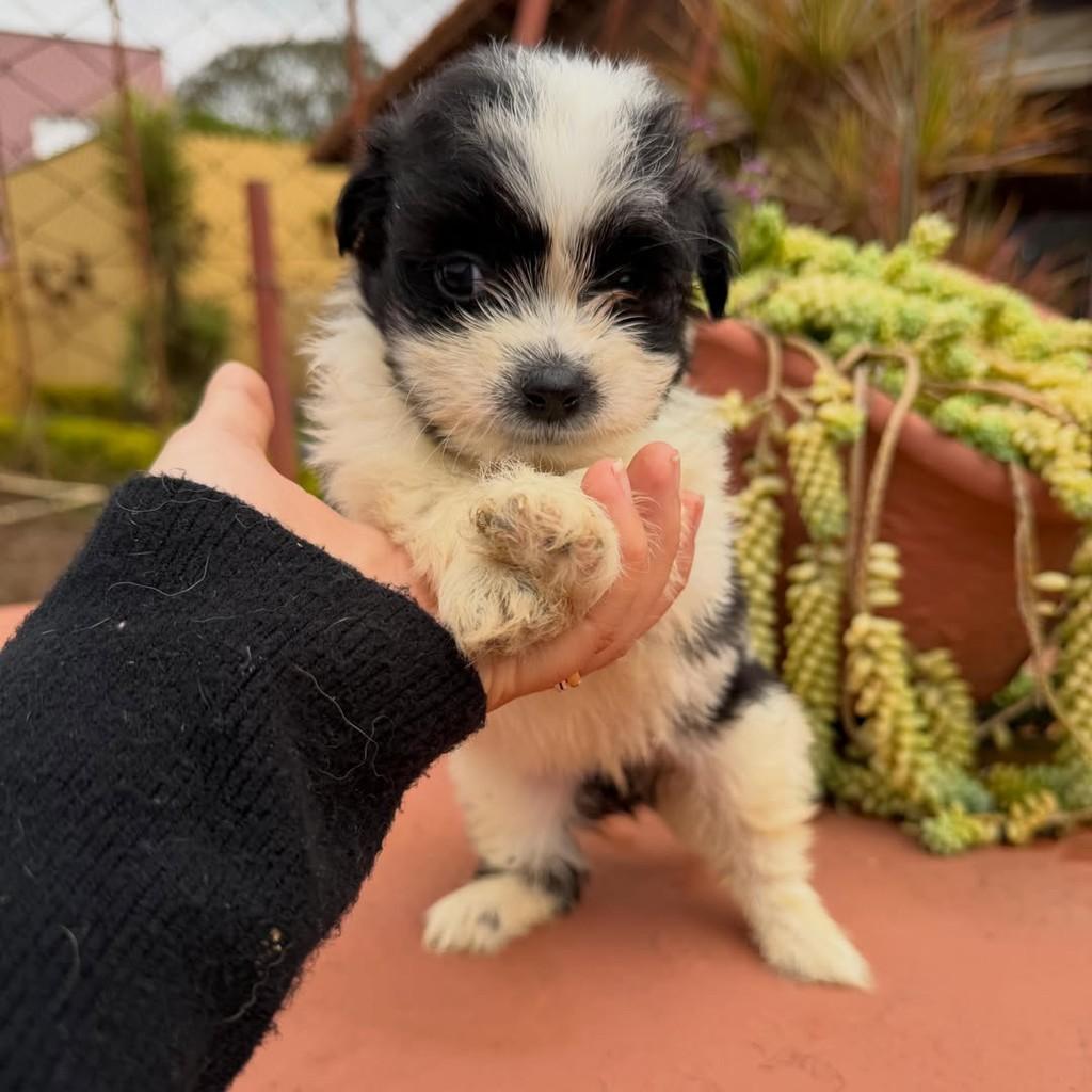 Lindo, cachorro de porte pequeno para adoção em Vargem Grande Paulista - SP — foto 3 de 6