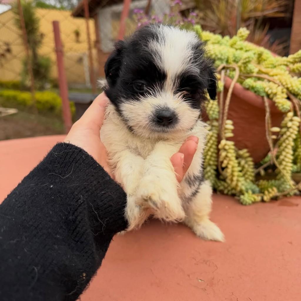 Lindo, cachorro de porte pequeno para adoção em Vargem Grande Paulista - SP — foto 5 de 6