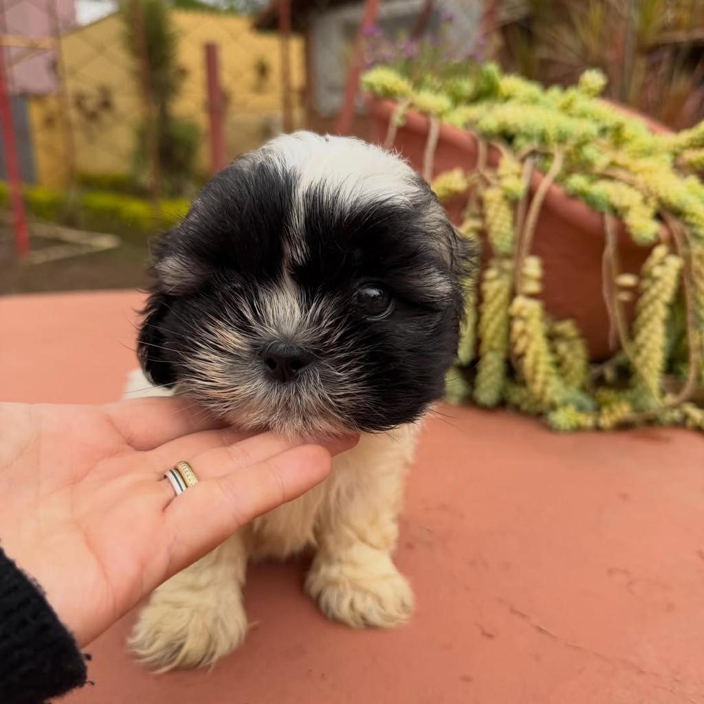 Wisky, cachorro de porte pequeno para adoção em Vargem Grande Paulista - SP