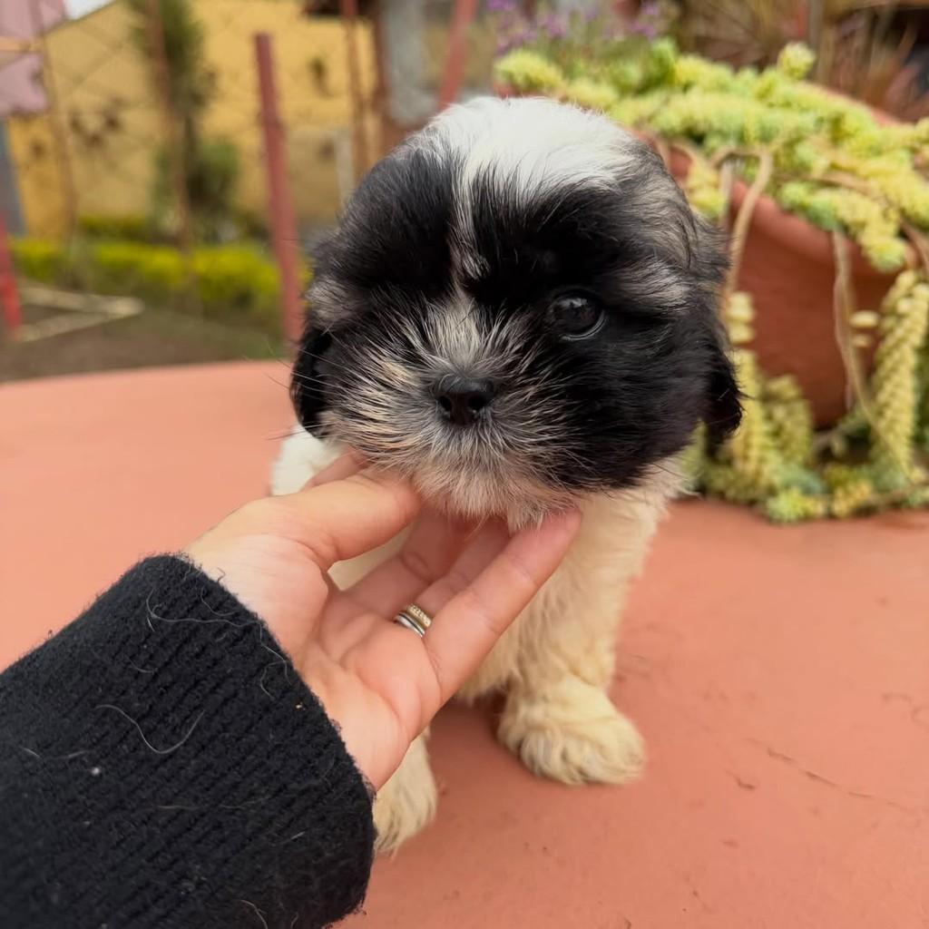 Wisky, cachorro de porte pequeno para adoção em Vargem Grande Paulista - SP — foto 2 de 5