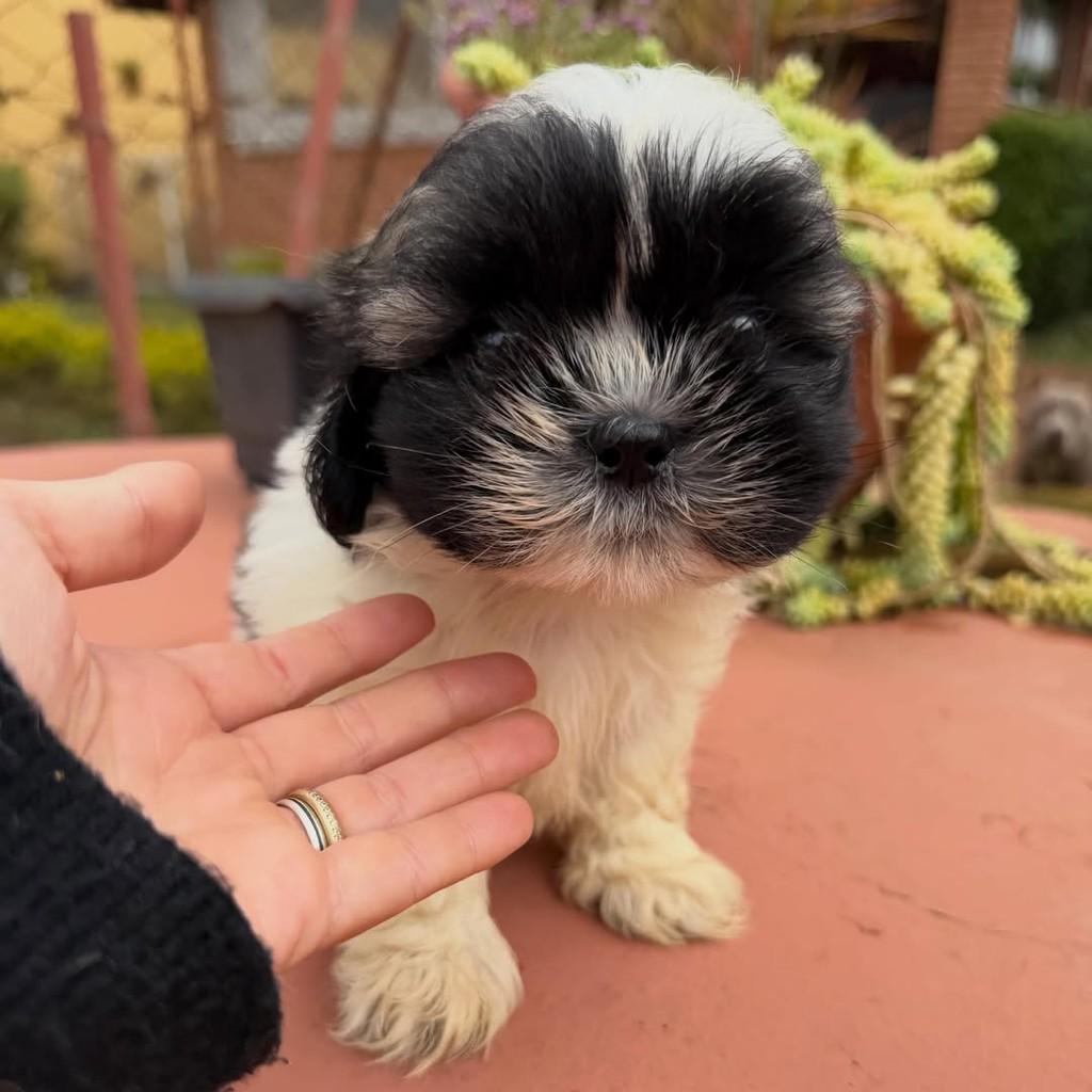 Wisky, cachorro de porte pequeno para adoção em Vargem Grande Paulista - SP — foto 3 de 5