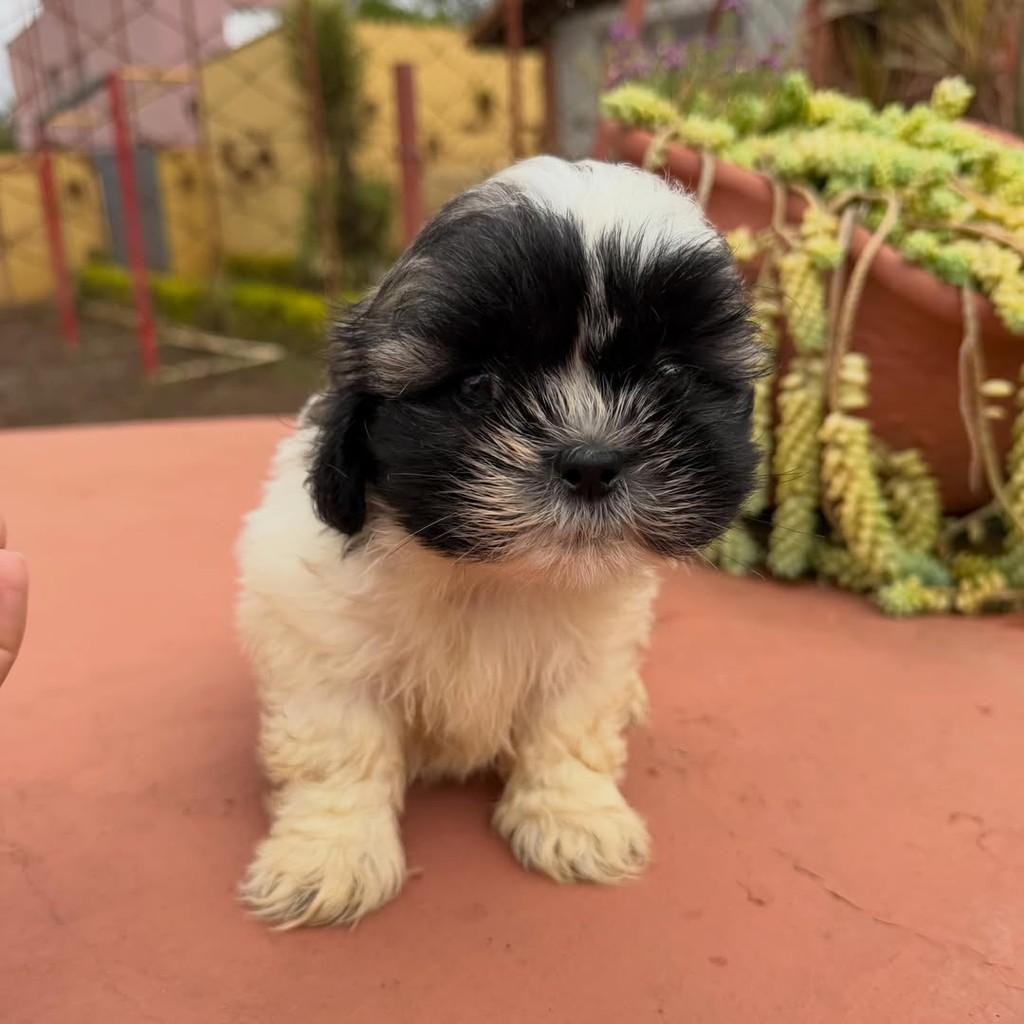 Wisky, cachorro de porte pequeno para adoção em Vargem Grande Paulista - SP — foto 4 de 5