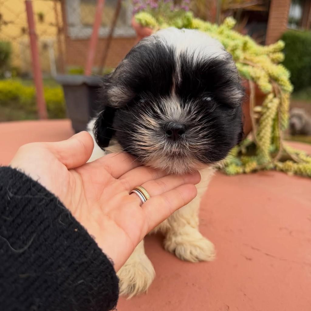 Wisky, cachorro de porte pequeno para adoção em Vargem Grande Paulista - SP — foto 5 de 5