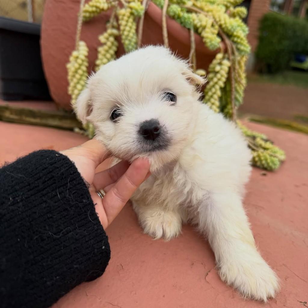 Gael, cachorro de porte pequeno para adoção em Vargem Grande Paulista - SP